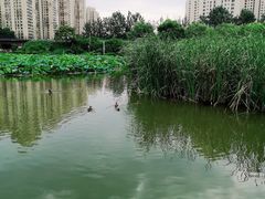 -前关湿地公园