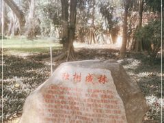 -瑞丽独树成林风景区