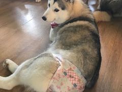 -Husky Go! 哈士奇体验馆·宠物咖啡厅狗咖