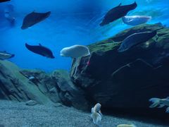 -烟台海昌鲸鲨海洋公园