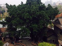 可园博物馆-东莞市可园博物馆