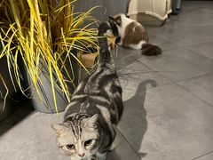 -咖法森林·咖啡  酒吧(天河店)