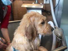 -PETKIT小佩宠物(古北店)