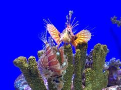 -上海海洋水族馆