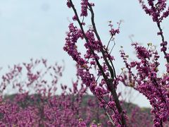 -苏州上方山国家森林公园
