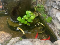 -尽善百年古院餐厅(王家老宅店)