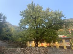 -遵化市禅林寺古银杏风景园