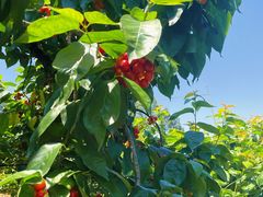 -樱桃山旅游景区