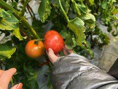 -甜心庄园·甜心草莓采摘园(西青中北店)