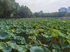 -莲花池公园