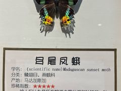 -上海大自然野生昆虫馆(东方明珠·爬宠昆虫探索中心)