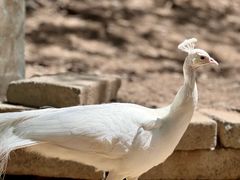 -燕塞湖鸟语林景区