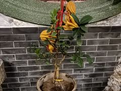 -吴祥记潮州菜·百年老字号·砂锅粥