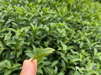 祝生意兴隆～ps，茶叶真的好香！