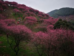 -新建村梅花