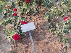 -人民公园(罗湖区)