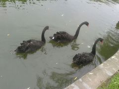 鹅、鹅、鹅-东莞市可园博物馆