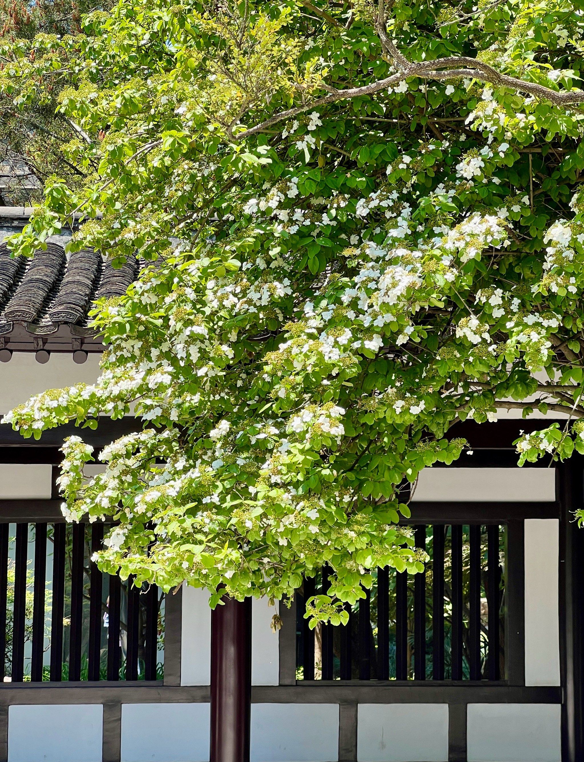 扬州双市花:琼花&芍药