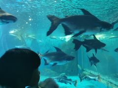 -多彩贵州城极地海洋世界