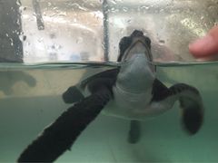 -广东惠东海龟国家级自然保护区