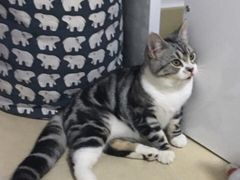-创凡宠物医院·骨专科  猫科中心(西乡分院)