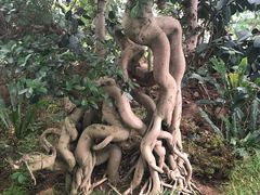 -南山植物园