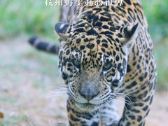 -杭州野生动物世界