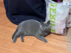 -猫宠乐园·专业洗护