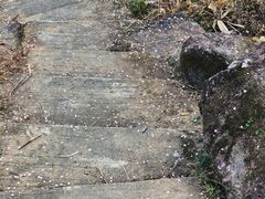 -广州市流溪河国家森林公园