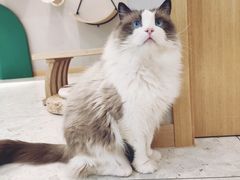 -飞行喵MR PILOT|猫舍·猫咖(静安大融城店)