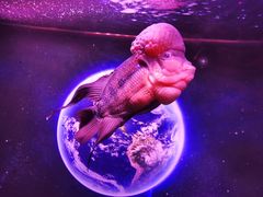 -正佳极地海洋世界