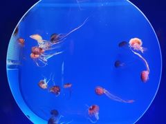 -海合安青岛极地海洋公园