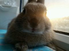 -瑞派·关忠动物医院·异宠专科·犬猫肿瘤·皮肤专科(望京店)