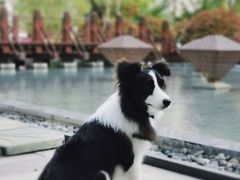 -上海崇明金茂凯悦酒店