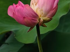 -荔湾湖公园