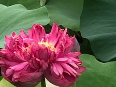 -荷塘月色湿地公园·向阳花洲