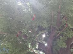 -御生皇·新天然居·顺德鱼生·顺德菜·广式早茶
