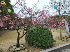 -苏州太湖西山岛开心农场