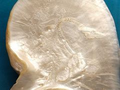 -青岛贝壳博物馆