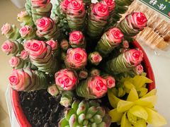 -清真·老金烧烤(山大路店)