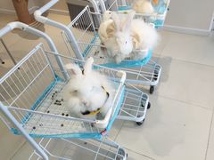 -怪兽屋·羊驼·猫咖·狗咖(俊华广场店)