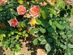 -人民公园(罗湖区)