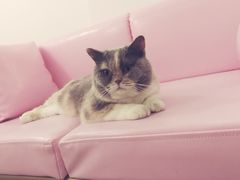 -宠爱国际动物医院· 猫科· 外科·中兽医(长白店)