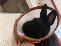 -艾贝尔宠物医院·24H转诊中心·肿瘤猫专科(江宁双龙店)