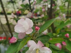 -海棠花溪(元大都城垣遗址公园)