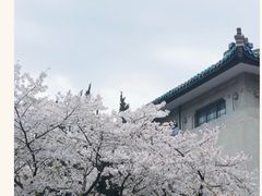 -武汉大学-樱园
