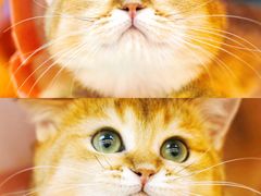 -lincat·猫舍(广州店)
