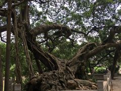 -小洲村