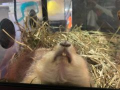 -钓仓鼠(洋桥北里小区店)
