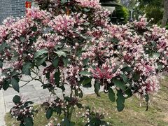 -蔡家宅